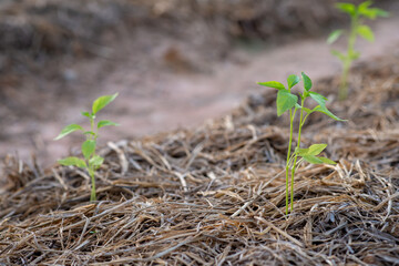 Seedlings of peppers in the plot Vegetables are in the process of growing up.