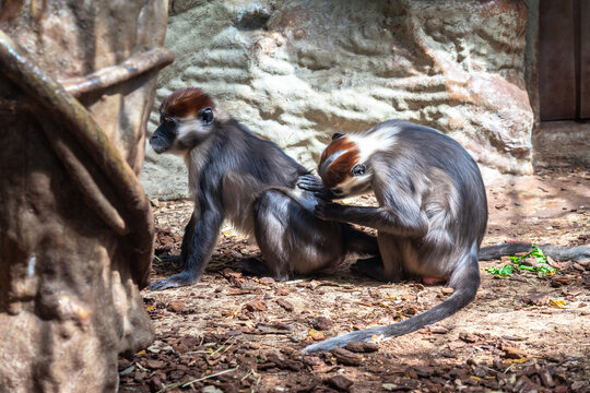 Red Capped Mangabey (Cercocebus torquatus) In Barcelona Zoo
