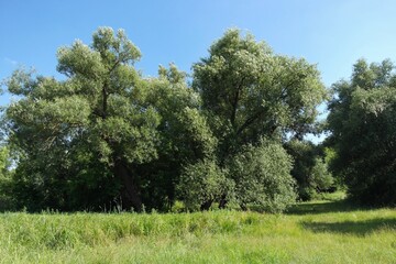 Summer landscape with trees and sky