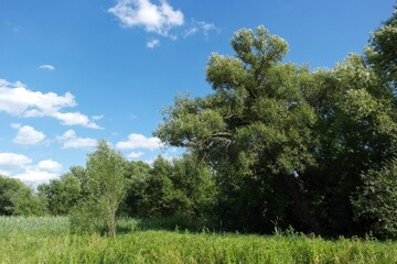 Summer landscape with trees and sky