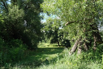 Summer landscape with trees and sky