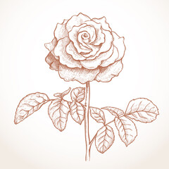 rose with leaves drawing brown tint. vector