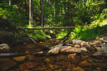 little stream in the forest