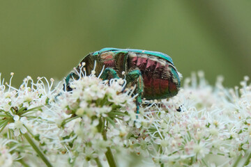 Beetle Rose Chafer or the Green Rose Chafer (Cetonia aurata) eats on White Umbelliferous Flower
