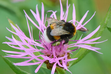 Bumblebee collects nectar on a flower of Brown Knapweed (Centaurea jacea)