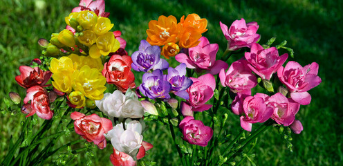 FREESIA DOUBLE