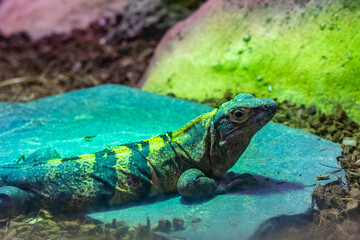 Iguana lizard dragon terrarium in zoo Barcelona