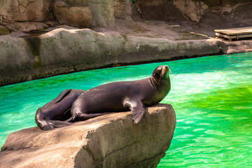 Obraz premium California sea lion (Zalophus californianus) in Barcelona Zoo
