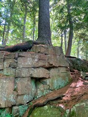 Tree on on the rocks of the Ice Age Trail