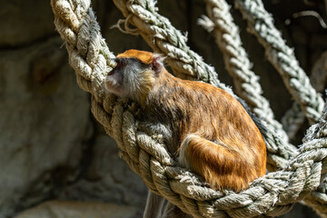 Patas Monkey (Erythrocebus patas) in Barcelona Zoo