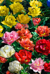 TULIPA DOUBLE HATIVE