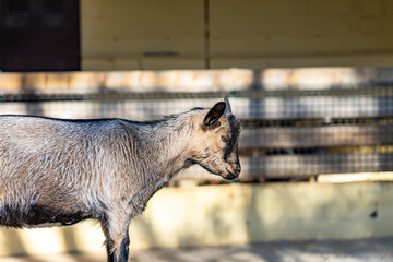 Goat (Capra aegagrus hircus) in zoo Barcelona