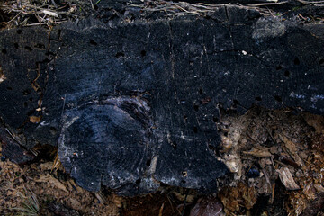 trunk of the old tree