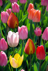 TULIPA SIMPLE HATIVE