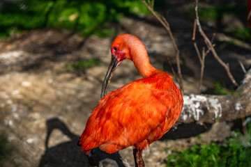Scarlet ibis (Eudocimus ruber) in Barcelona zoo