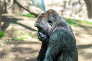 Western Lowland Gorilla in Barcelona Zoo