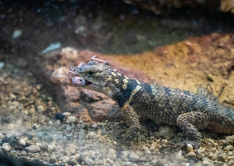 Bearded dragon (Pogona vitticeps) in zoo Barcelona