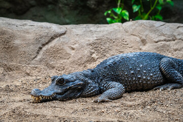 Dwarf crocodile (Osteolaemus tetraspis) in zoo Barcelona