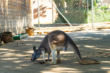Red Kangaroo (Macropus rufus) in Barcelona Zoo © alzamu79