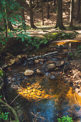 little stream in the forest