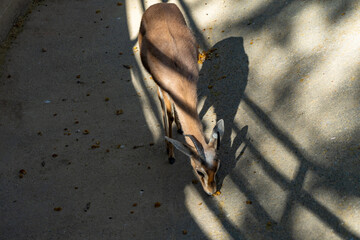 Fototapeta premium Saharian dorcas gazelle (Gazella dorcas osiris) in zoo Barcelona