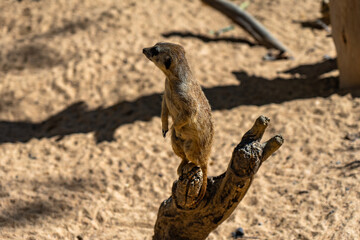 Meerkat (Suricata suricatta) in Barcelona Zoo