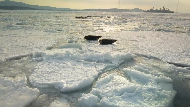 Seals rest in group at winter frozen sea rookery on shiny ice floes. Cute wild animals. Beautiful  orange sunset light reflected in ice. Pinnipeds mammals. Aerial approach close to
