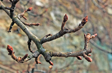 DARD - BOURSE - BOUTON A FLEURS - OEIL A BOIS - COURSONNE - LAMBOURDE - BRINDILLE COURONNEE