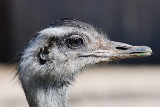 oiseau