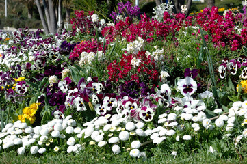 MASSIF DE BISANNUELLES DE PRINTEMPS