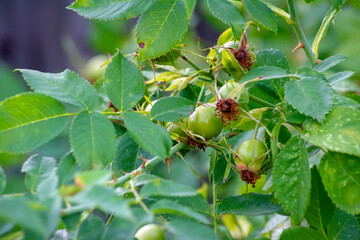 Obraz premium Green fruit rose hip close-up.