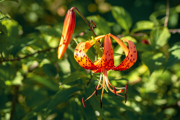 Tiger Lily close-up growing in the garden. Beautiful flower in dark colors. Behind the background...