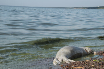 Disintegrating body of a seal that died due to algae in sea. 