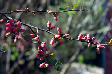 BOURGEONS DE COGNASSIER