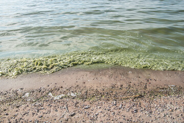 Waves on sea beach with algae infested water.