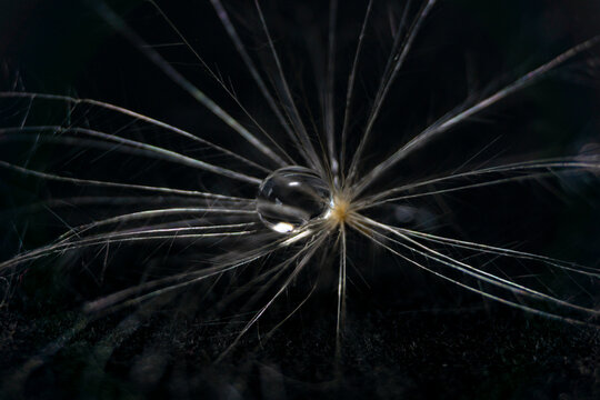 Water Droplet on the Dandelion Seed Pollen