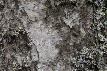 Birch tree bark texture close up.