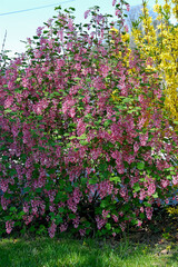 GROSEILLIER A FLEURS