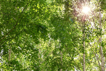 Fototapeta na wymiar Natural background with texture of birch tree leaves with sun and sunbeams through fresh green foliage and branches in forest in summer warm spring day