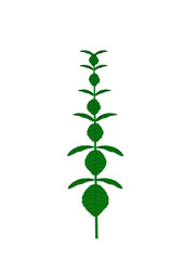 La menta piperita è una pianta aromatica molto conosciuta in cucina ma anche in erboristeria