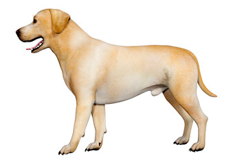 3D Rendering Labrador Dog on White
