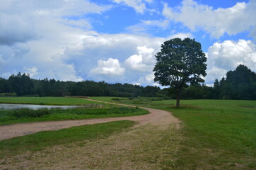 Landscape with a dirt road and a big maple tree in the blue sky