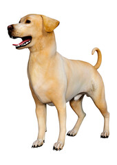 3D Rendering Labrador Dog on White