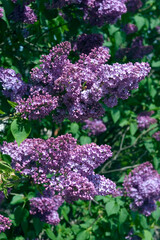 LILAS