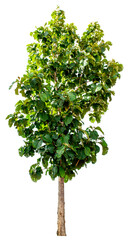 Teak trees on a completely separate white background
