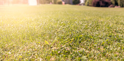 Mowed lawn of green grass in sunlight.