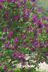 LILAS