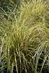 CAREX