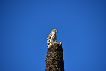 BIRDS- Florida- Close Up of a Red Shouldered Hawk on a Stump