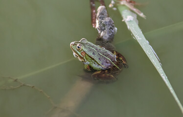A green frog sits on a stick in the water.